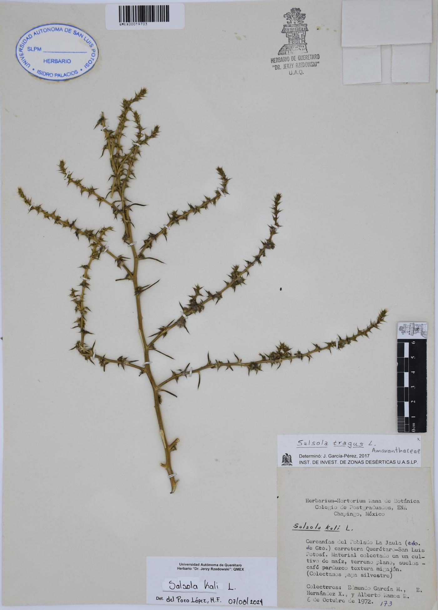 Salsola kali image